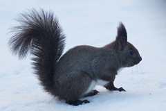 Sciurus vulgaris orientis