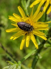 Prosternon tessellatum