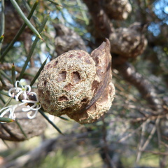 Hakea decurrens physocarpa