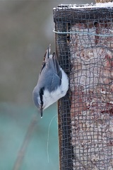 Sitta europaea clara