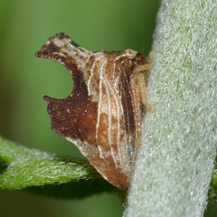 Entylia carinata