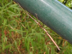 Lopaphus balteatus