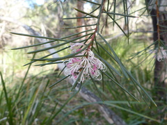 Hakea decurrens physocarpa