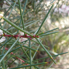 Hakea decurrens physocarpa