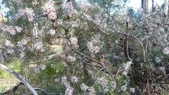 Hakea decurrens physocarpa