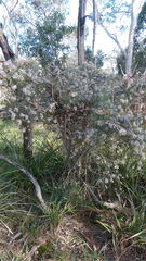 Hakea decurrens physocarpa
