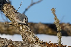 Sitta europaea clara