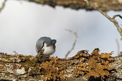 Sitta europaea clara