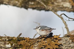 Sitta europaea clara