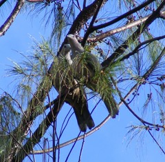 Ducula lacernulata sasakensis