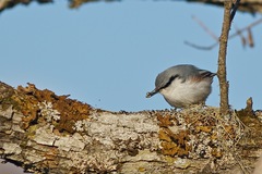Sitta europaea clara