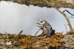 Sitta europaea clara