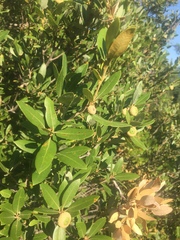 Quercus vacciniifolia