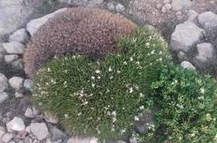 Astragalus angustifolius