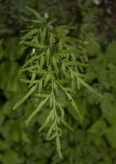 Cryptogramma stelleri
