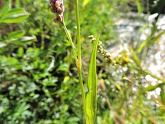Persicaria maculosa