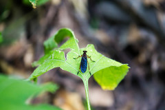 Diogmites platypterus