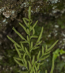 Cryptogramma stelleri