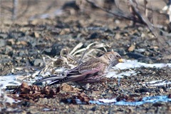 Leucosticte arctoa