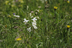 Paradisea liliastrum