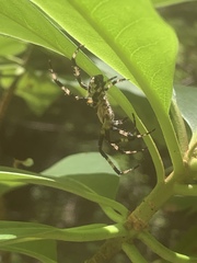 Araneus nordmanni