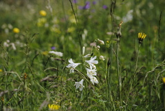 Paradisea liliastrum