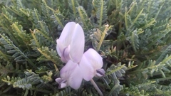 Astragalus angustifolius