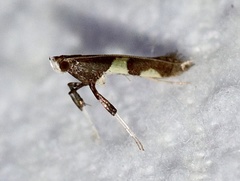 Caloptilia bimaculatella