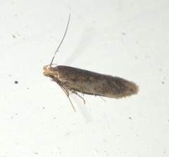 Bryotropha senectella