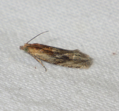 Eucosma cana
