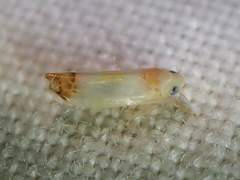Empoa