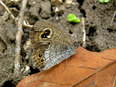 Ypthima aphnius