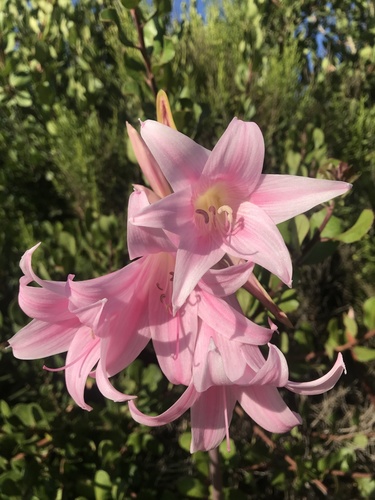 Amaryllis belladonna