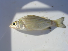 Morone mississippiensis