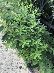 Magnoliopsida