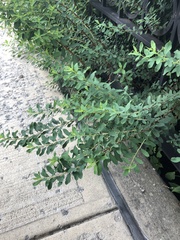 Magnoliopsida