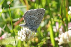 Satyrium semiluna