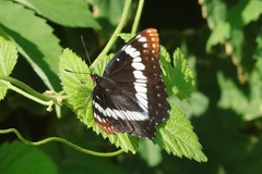 Limenitis weidemeyerii × lorquini