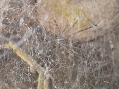 Psechrus libelti