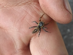 Phidippus cruentus