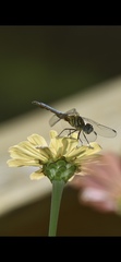 Pachydiplax longipennis