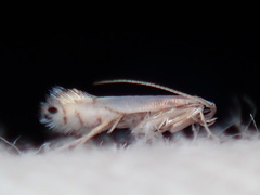 Phyllonorycter argentifimbriella