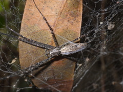 Psechrus libelti