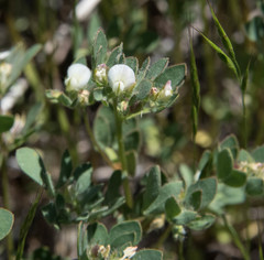 Acmispon denticulatus