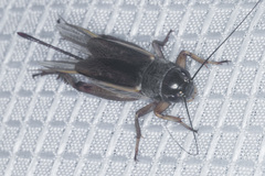 Gryllus lineaticeps