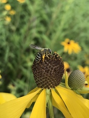 Andrena rudbeckiae