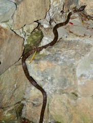 Dipsas sanctijoannis