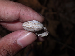 Elaphroconcha