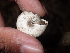 Elaphroconcha