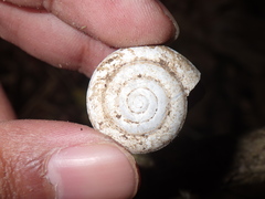 Elaphroconcha
